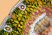 Pine needle,light micrograph