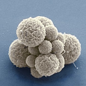 Mycoplasma mycoides JCVI Syn 3.0,SEM