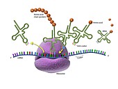 Ribosome and protein synthesis,diagram