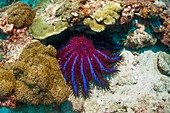 Crown-of-thorns starfish