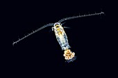 Eudiaptomus copepode,LM
