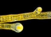 Sphacelaria brown alga,LM