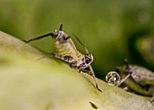 Honeysuckle aphids,LM