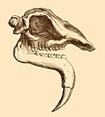 Deinotherium skull drawing