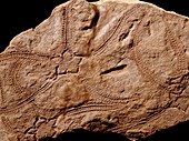 Lapworthura miltoni,fossil star-fish