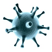 Herpes simplex virus,illustration