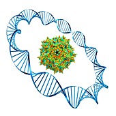 Adeno-associated virus,illustration