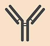 IgG antibody,illustration