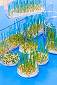 Plants growing in petri dishes