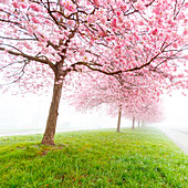 Cherry blossom on trees