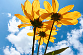 Yellow aster flowers