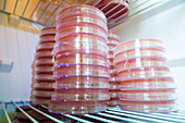 Petri dishes in refrigerator