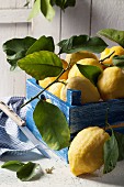 Fresh lemons with leave in a blue wooden crate