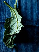 Kale leaves on a blue surface