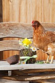 Huhn neben einem Ostergesteck mit Moos, Zweigen und Narzissen