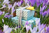 Gift boxes tied with felt cords and decorated with yellow crocuses amongst purple crocuses