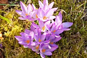 Purple crocuses amongst moss in sunshine