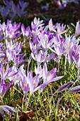 Bed of purple crocuses