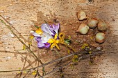 Krokussträußchen, Blütenzweig und Blumenzwiebeln auf Holzunterlage