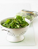 Bowl of Salad Leaves