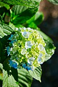 Umbel of a hydrangea with open and closed flowers