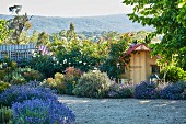 Von Lavendel gesäumter Kiesweg durch den Garten mit Häuschen