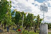 Weinreben und weisses, schmiedeeisernes Schild mit Aufschrift, Bordeaux, Frankreich