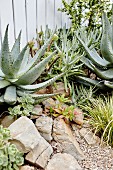 Succulents in rockery