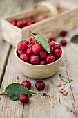 Freshly harvested cherries in a bowl and on a wooden table
