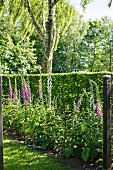 Blühender Fingerhut vor Gartenhecke und Birkenstamm
