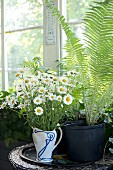 Vintage jug of ox-eye daisies and potted fern in front of window