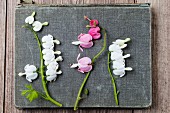 Weisses und rosafarbenes Tränendes Herz (Lamprocapnos spectabilis)