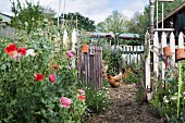 Idyllic cottage garden with picket fence, open garden gate, poppy flowers and chicken
