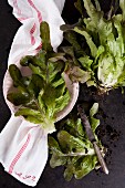 A freshly harvested lettuce and leaves on a tea towel