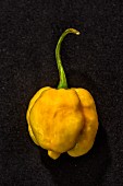 Chilli '7 Pod Yellow' (very spicy chilli pepper)