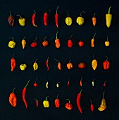 Various different chilli peppers on a black surface