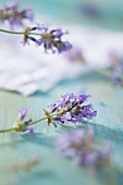 Lavender flowers on a blue surface