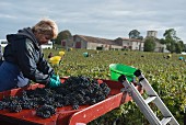 Grape harvest at Lafite Rothschild, outside sorting tables