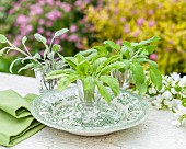 Three types of sage in shot glasses on a garden table