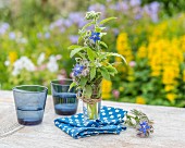 Borage in a glass of water on a garden table