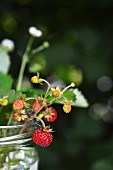 A sprig of wild strawberries in a glass