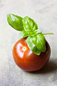 A tomato with a sprig of basil