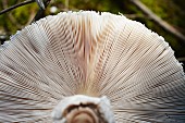 A parasol mushroom in a forest (Macrolepiota Procera)