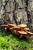 Sheathed woodtuft mushrooms (Kuehneromyces mutabilis) growing in moss in front of a tree