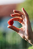 Woman's hand holding a raspberry