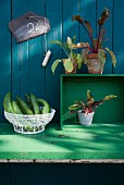 Cucumbers in a wire basket and chard plants in pots against a wooden wall with a slate board