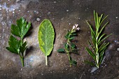 Four types of fresh herbs
