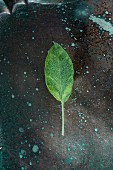 A fresh sage leaf