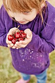 Kleines Mädchen hält Kirschen in ihren Händen