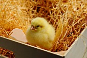 A chick and an eggshell in a wooden crate lined with wood shavings